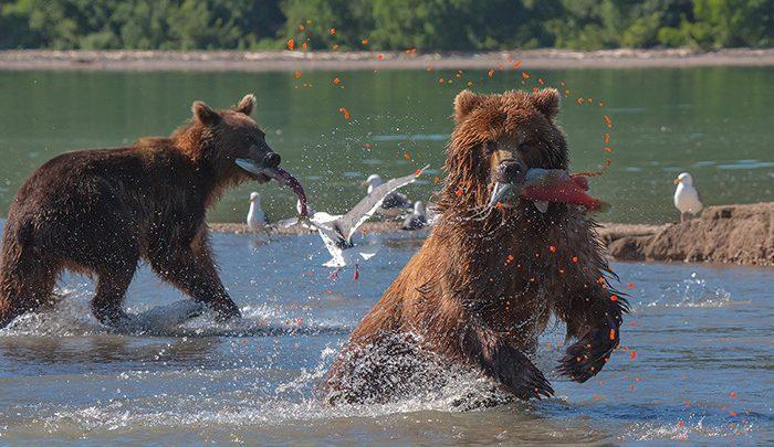 شبه جزیره کامچاتکا : میعادگاه خرس های قهوه ای و سالمون قرمز! ، تصاویر