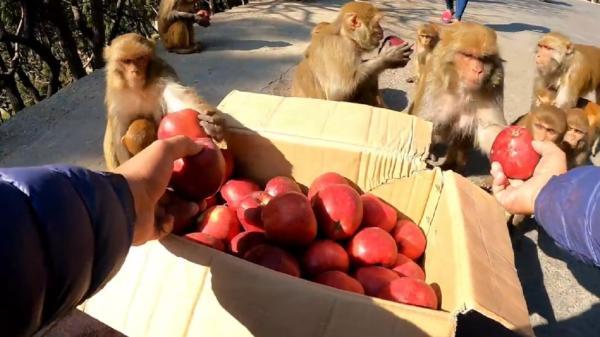غذا رساندن مرد مهربان به میمون ها
